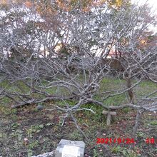 樹齢150年の千島桜