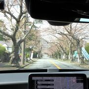 伊豆高原別荘地内を南北に走るやや大きめの道路は桜並木