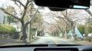 伊豆高原別荘地内を南北に走るやや大きめの道路は桜並木