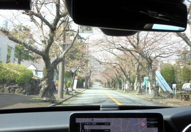 伊豆高原別荘地内を南北に走るやや大きめの道路は桜並木