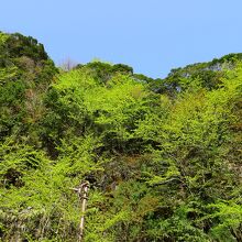 登山口からみた山の緑