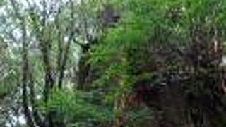 倒木更新と切株更新が一緒に見れる