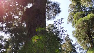 ありがたいお詣り