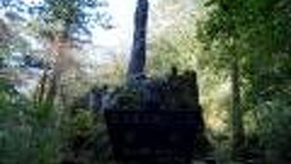 ２０１０年に倒れた巨木