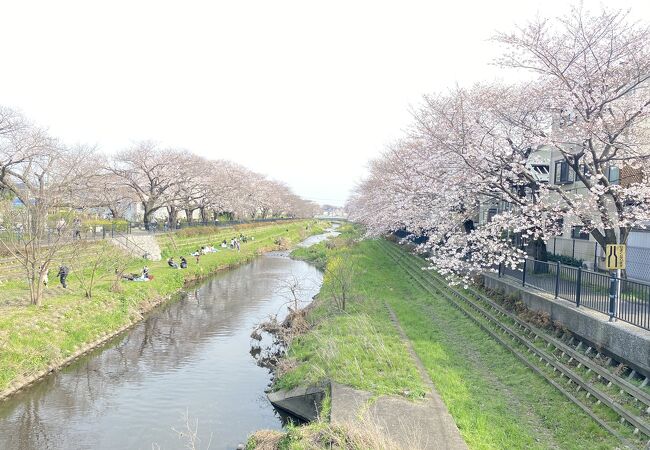 野川の桜 クチコミ アクセス 営業時間 調布 狛江 フォートラベル