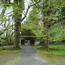 広徳寺：山門と新緑のモミジ