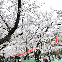 満開の桜