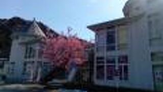 河津産の農産物の直売