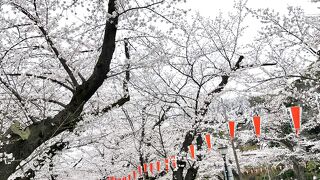 宴会はできないが花見は上野に限ります