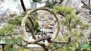 「月の松」を通して眺める不忍池は絶景です