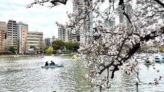 四季を問わずに楽しめますが、やはり春の桜が一番