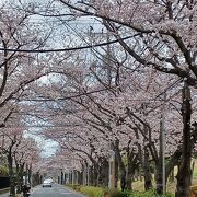 桜並木が綺麗です。