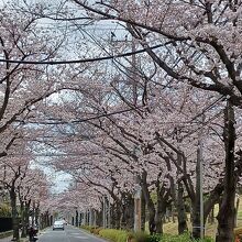 富士公園