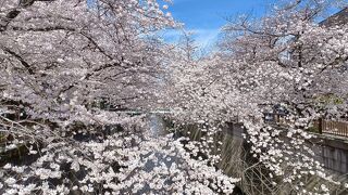 桜が満開でした。