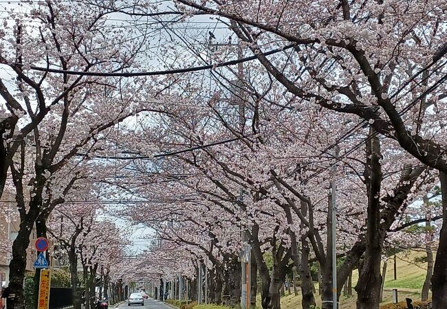 桜並木が綺麗です。
