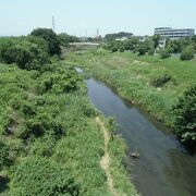 野生のカワセミに遭遇した、自然の残る流れ