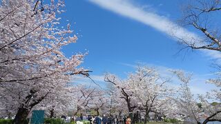 桜が満開でした。