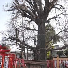 思わずカメラをタテにしてしまったくらい大きい。