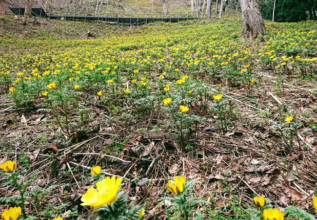 七二会小坂地区の福寿草群生地