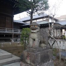 ゴールデンアイ狛犬。