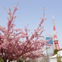 春の花と東京タワー。
