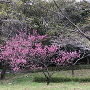 桜満開　2022件3月