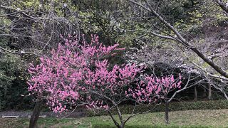 桜満開　2022件3月