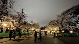 今年も桜は通り抜け