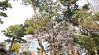 参拝者が途切れることのない位の賑わいぶりでした