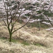 桜とミツマタのコラボを楽しめました。