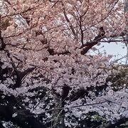 桜満開