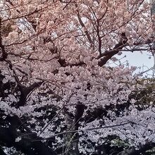 イギリス大使館の桜