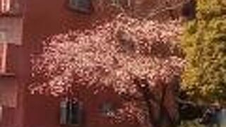 桜の綺麗な隅田川テラス