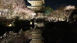 桜のライトアップ