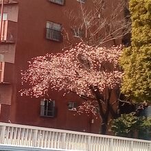 隅田川の桜