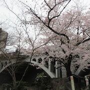 橋の上からも下からも桜が楽しめます
