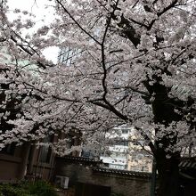 桜が満開の湯島聖堂