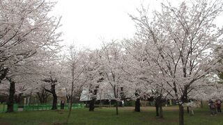 桜の時期、アスカルゴがとても混み合います