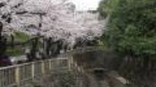 桜のはしごが楽しめます