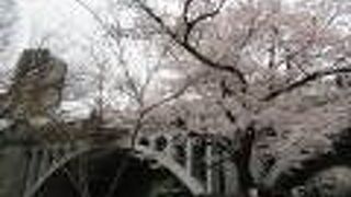 橋の上からも下からも桜が楽しめます