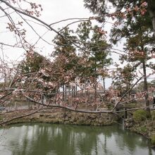 池と桜