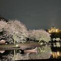 夜桜を見に