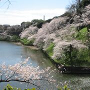 千鳥ヶ淵と少し雰囲気が異なります