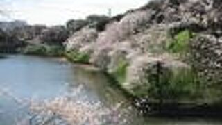 千鳥ヶ淵と少し雰囲気が異なります