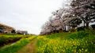 500メートルほど桜と菜の花が続く
