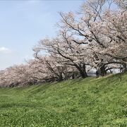 かつては日本一の桜の名所に選ばれたこともある京都府八幡市の桜の名所！