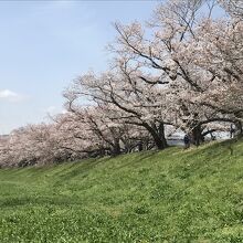 木津川側からの眺め