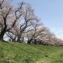 宇治川側からの眺め