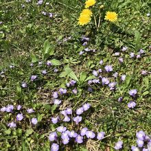 足元にはタンポポやすみれなどの小さな花々も咲いていた。
