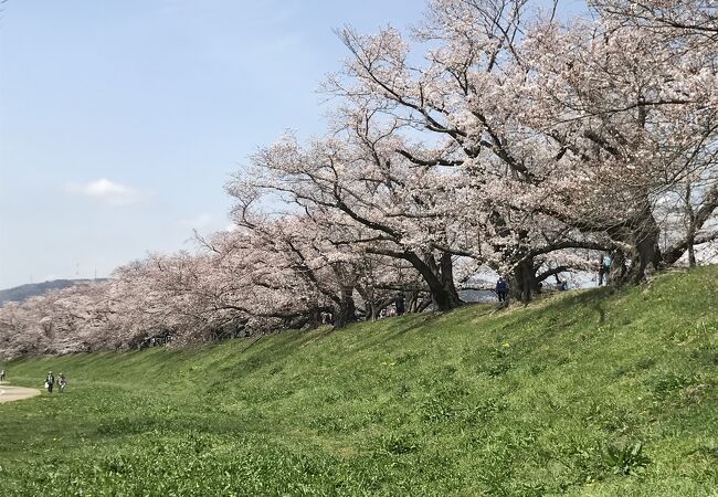 かつては日本一の桜の名所に選ばれたこともある京都府八幡市の桜の名所！